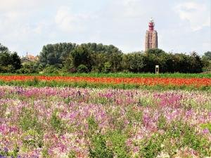 westkapelle_bloemen